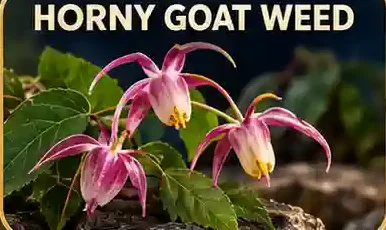 Horny Goat Weed